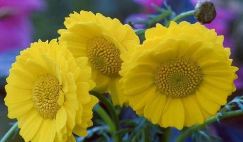 菊花茶的象征意义