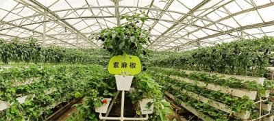 寿光菜博会美图丨看,立体栽培也是景观!