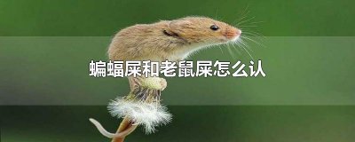 ​蝙蝠屎和老鼠屎怎么认