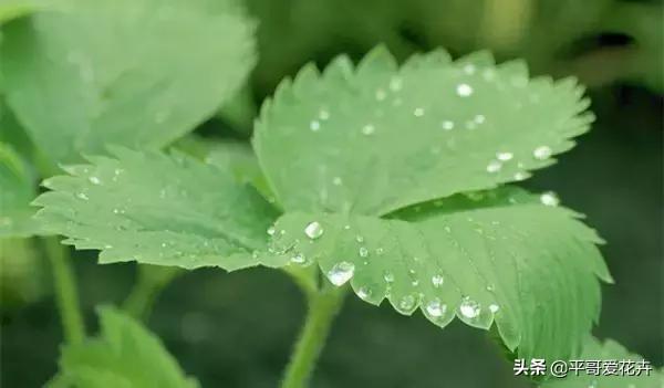 养花复合肥和磷钾肥哪个好（了解氮磷钾肥的用途）(12)