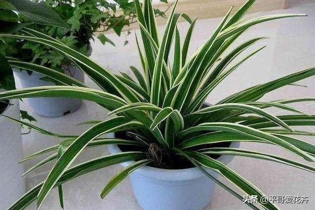 养花复合肥和磷钾肥哪个好（了解氮磷钾肥的用途）(3)