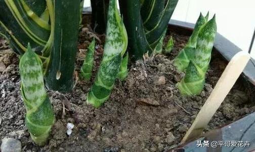 养花复合肥和磷钾肥哪个好（了解氮磷钾肥的用途）(1)