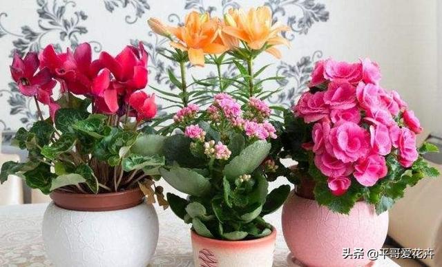 养花复合肥和磷钾肥哪个好（了解氮磷钾肥的用途）(9)