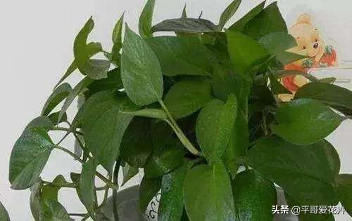 养花复合肥和磷钾肥哪个好（了解氮磷钾肥的用途）(2)