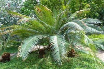 ​阔叶苏铁：原产地为美洲接近赤道地区（喜欢高温地带）