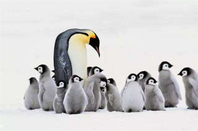 ​帝企鹅是什么动物？企鹅核心最大的一种（又称天子企鹅）