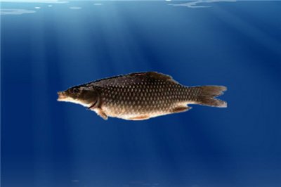 ​穗须原鲤：属于淡水鲤鱼（喜欢生活在宽广河流中）