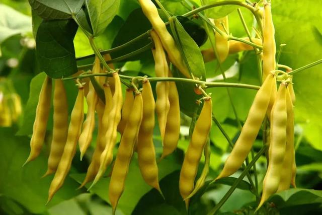 豆角的哪些品种好吃（俗称豆角中的珍品）(1)