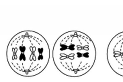 ​细胞分裂的方式有哪几种