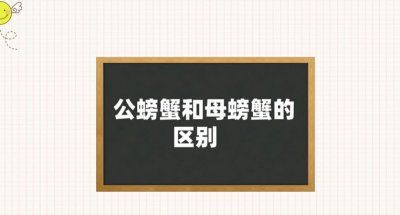 ​公螃蟹和母螃蟹有什么区别 哪个好吃