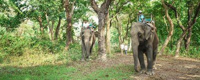 ​亚洲象和非洲象的相同之处