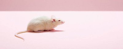 ​用洗洁精加什么治老鼠 洗洁精跟白醋杀老鼠