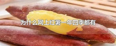 ​为什么一年四季都有红薯卖 红薯四季都有吗