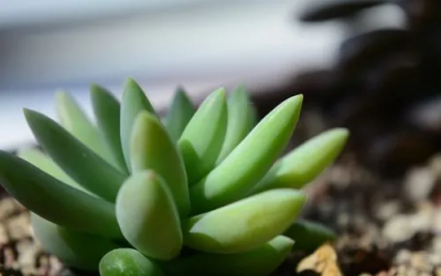 ​多肉有毒吗？多肉有什么作用和功效?