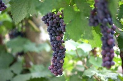 ​葡萄酒瓶上的日期 葡萄酒瓶上的日期是什么