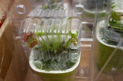 ​捕蝇草需要每天浇水吗，能用自来水浇吗