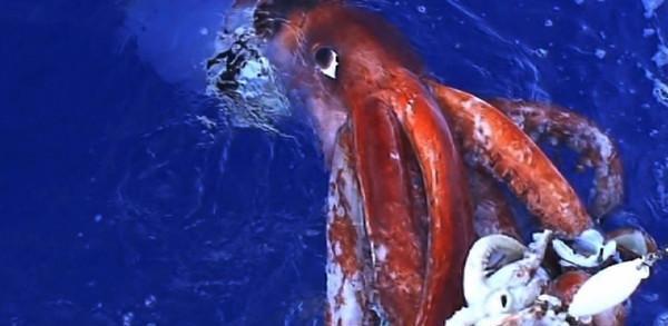 深海大王乌贼唯一的天敌, 专产稀世珍宝, 高达300多万美元!