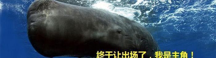 深海大王乌贼唯一的天敌, 专产稀世珍宝, 高达300多万美元!