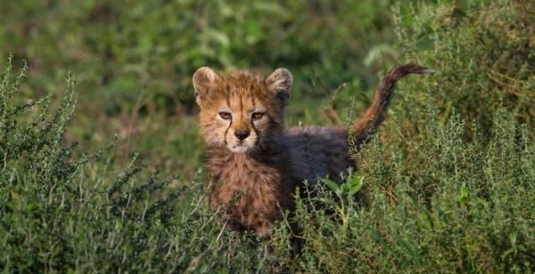 极兔快递又叫什么快递,极兔快递为什么被排挤图1