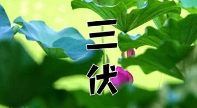 ​俗话说“头伏饺子二伏面”，指的是啥？有什么寓意？该怎么吃？