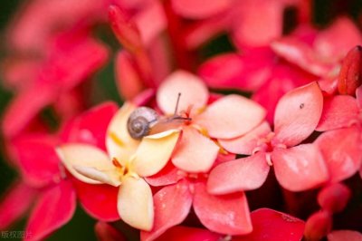 ​你知道徐娘半老风韵犹存的来历吗？