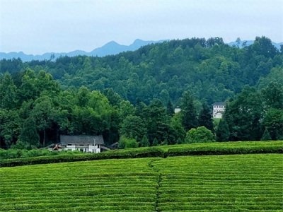 ​每天认识一款茶｜湄潭翠芽