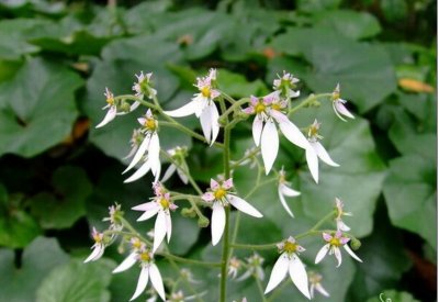 ​每日一花12.6：虎耳草