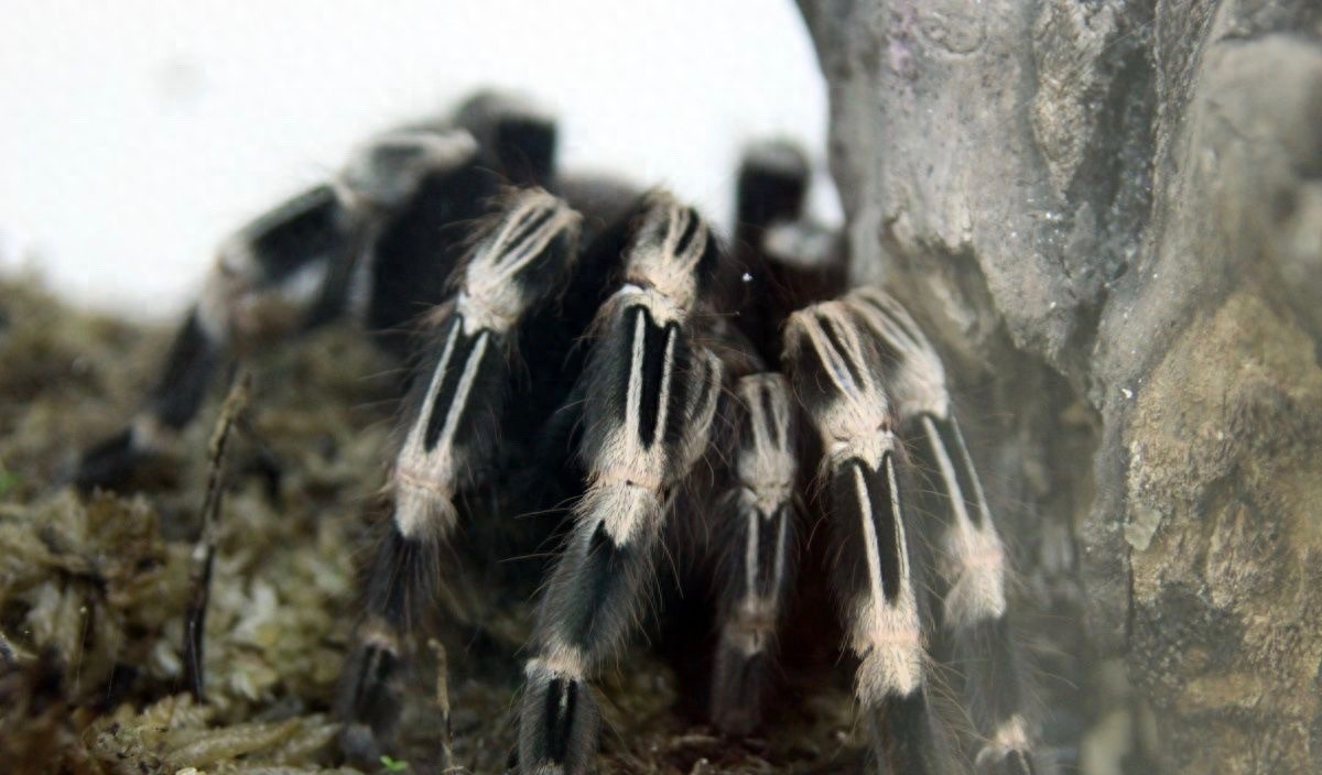 食人鱼你知道那么食人蛛呢？太恐怖你肯定不知道