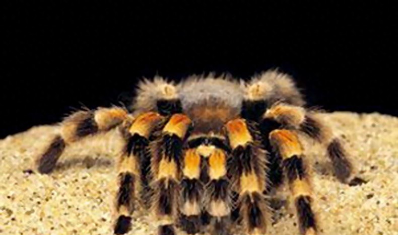 食人鱼你知道那么食人蛛呢？太恐怖你肯定不知道