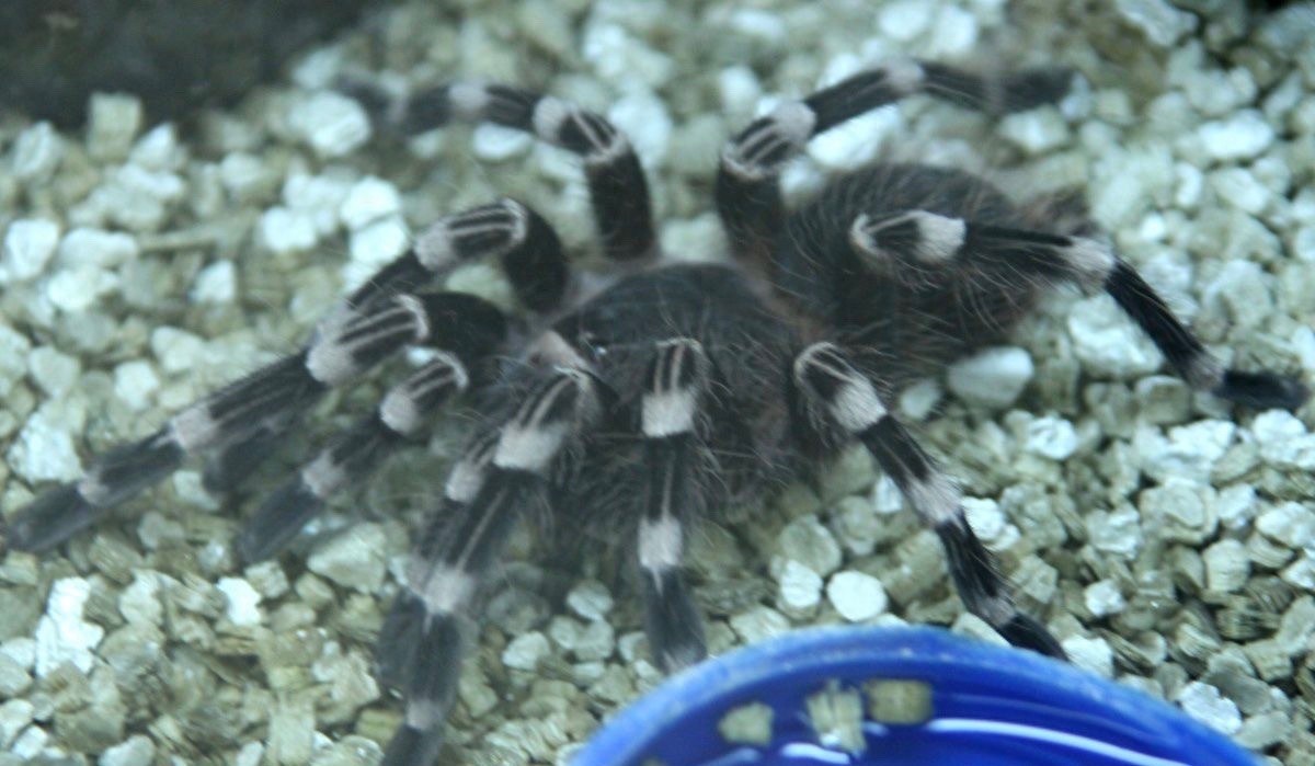 食人鱼你知道那么食人蛛呢？太恐怖你肯定不知道