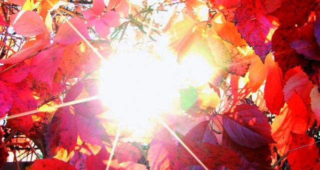 摩托罗拉razr刀锋折叠屏手机(刀锋掠影--摩托罗拉RAZR)(1)