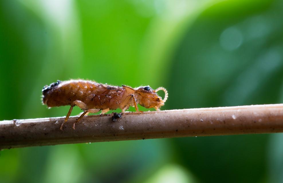 水蚁跟白蚁的区别（水蚁和白蚁一样吗）