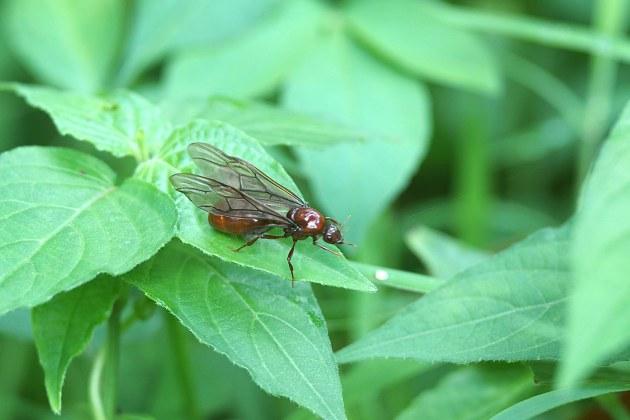 水蚁跟白蚁的区别（水蚁和白蚁一样吗）