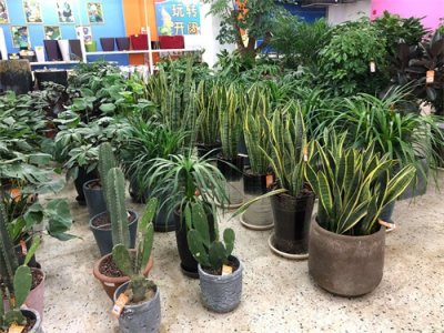 ​你的虎皮兰花都不开，他的却年年结果，咋养的