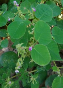 ​落地金钱——广东金钱草植物非试管高效快繁技术快繁广东金钱草