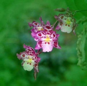 ​花朵美图｜气质不凡，值得一爱再爱，110张兰花图送给爱兰的你