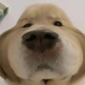 ​表情包 | 去你大爷小青蛙