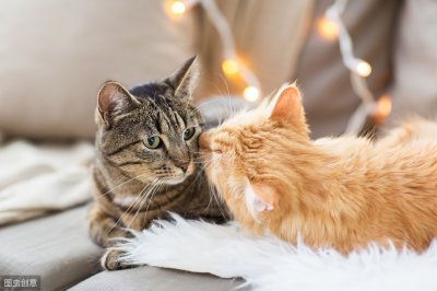 ​残忍！肆意踩踏，用烟头烫！海量虐猫视频在网上竟以35元兜售