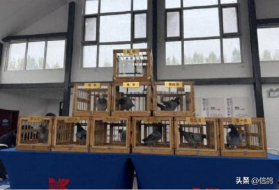 ​五百万成交！盘点上赛季两羽高价拍卖赛鸽