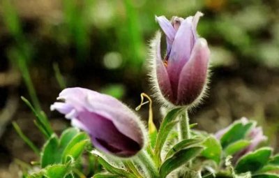 ​白头翁：生命之诗，自然之瑰宝