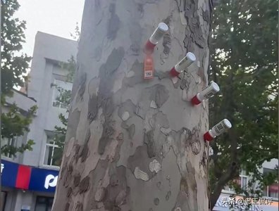 ​济南法梧桐“扎针”治飞絮，网友误以为是速生杨，笑料百出