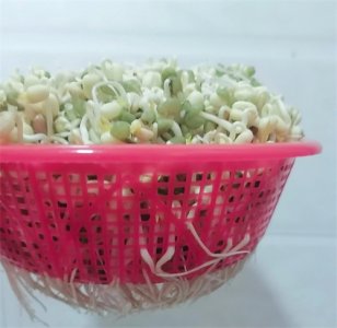 ​告诉大家一个在家自己都能发豆芽的好办法