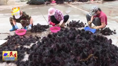 ​阳西：海胆肥美上市